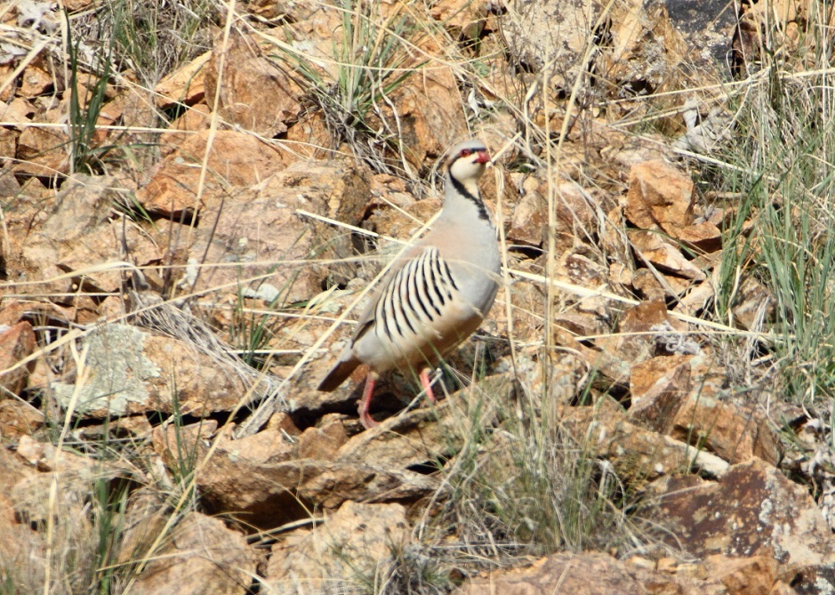 Chukar Partridge