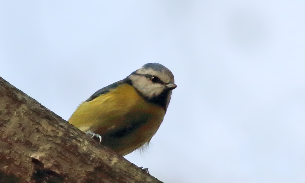 Eurasian Blue Tit