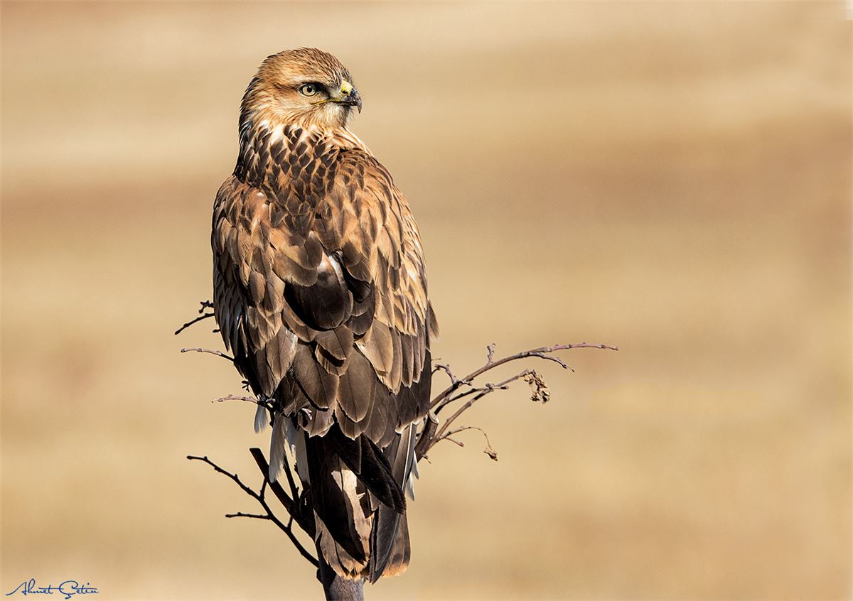 Long-legged Buzzard