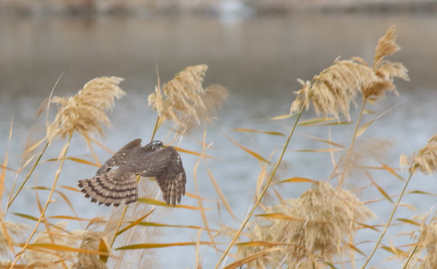 Eurasian Sparrowhawk