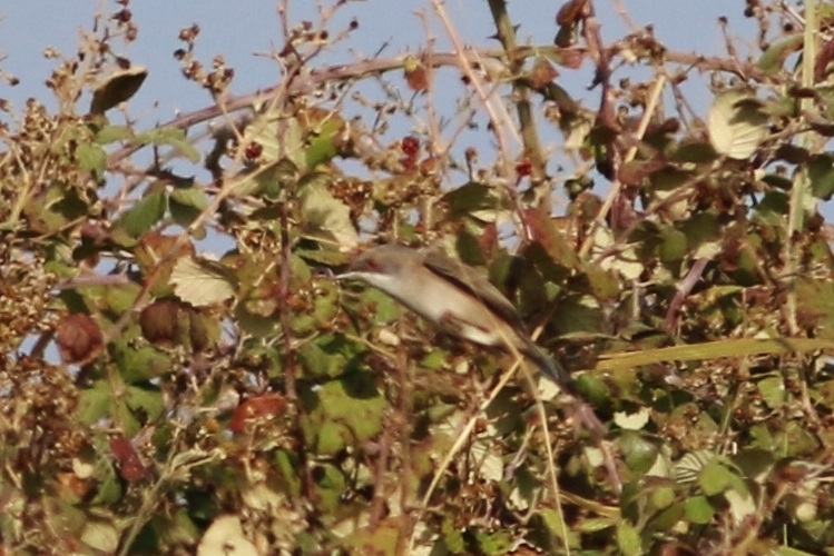 Subalpine Warbler