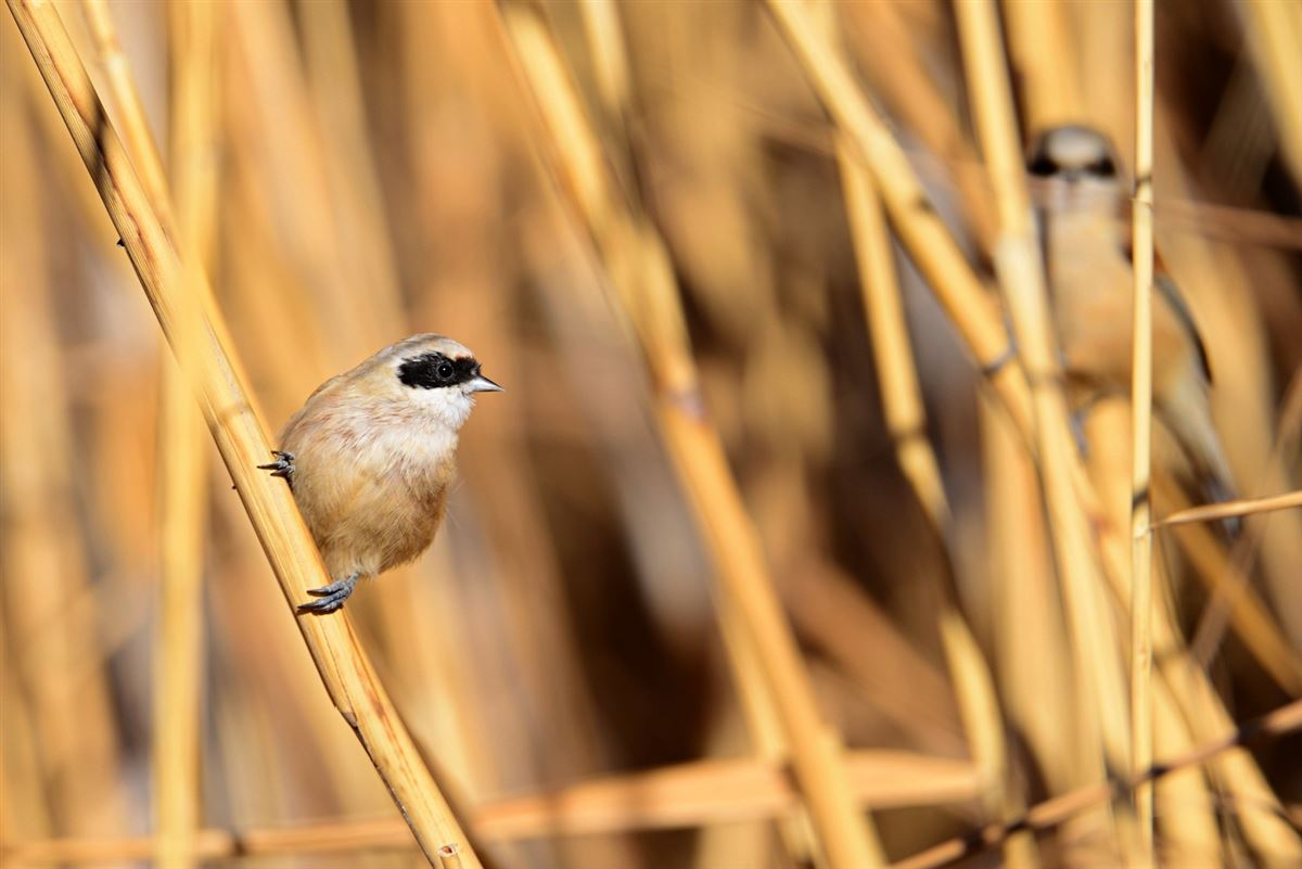 Eurasian Penduline Tit