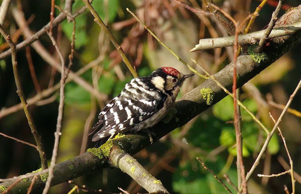 Lesser Spotted Woodpecker