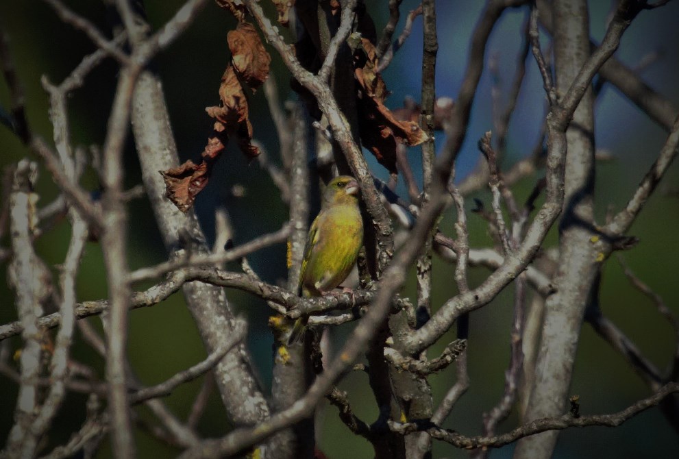European Greenfinch
