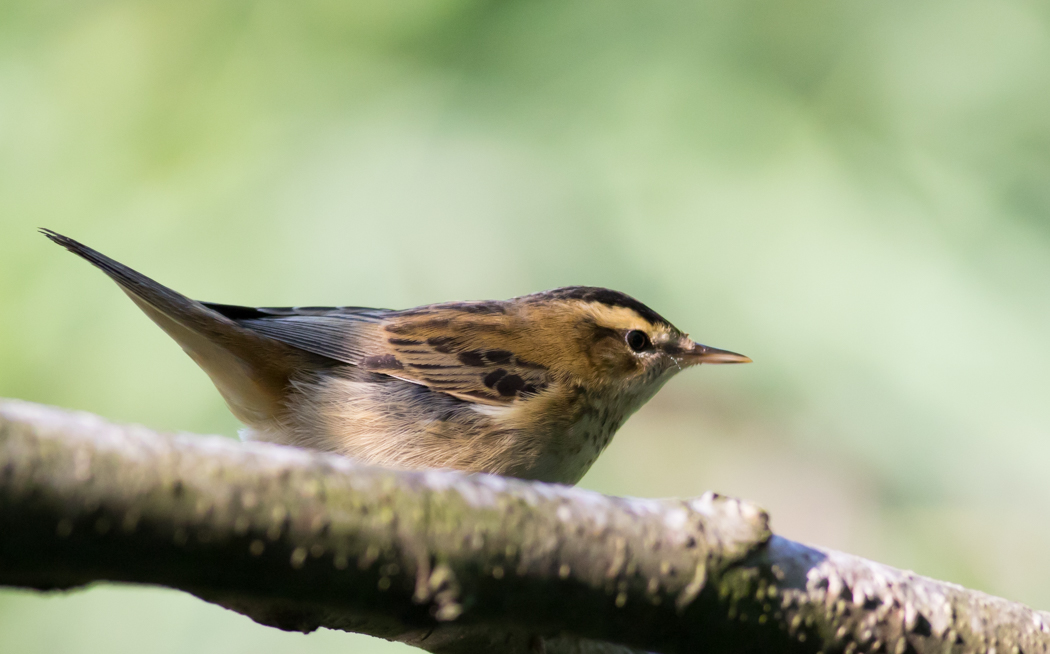 Sedge Warbler