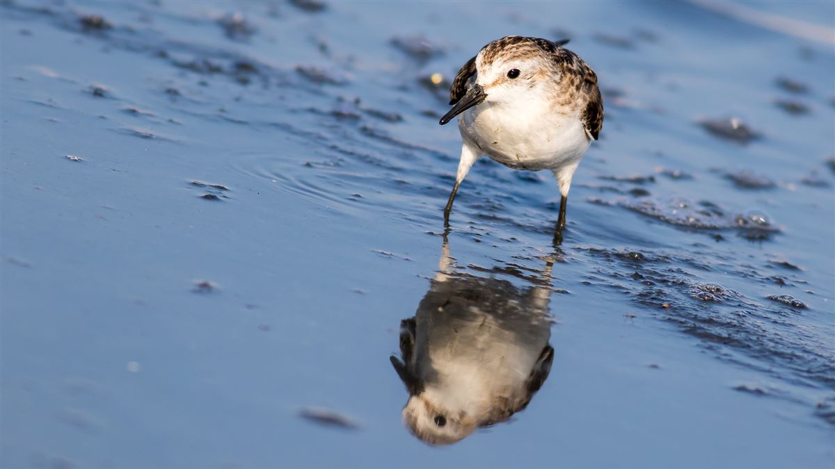 Little Stint