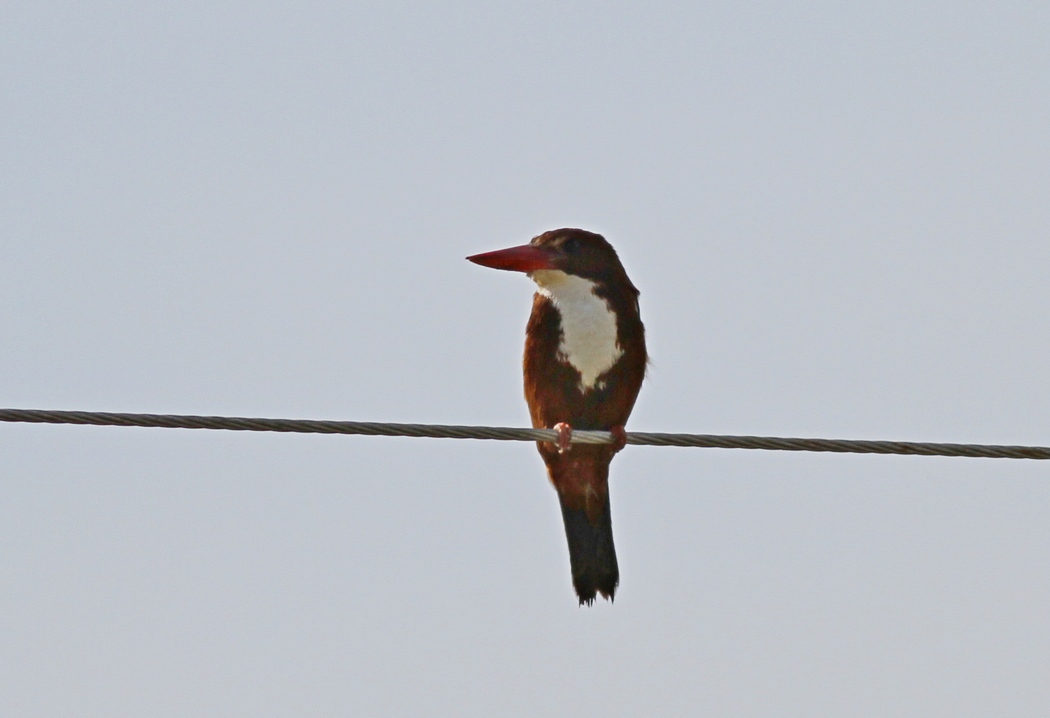 White-throated Kingfisher