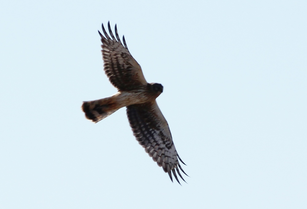 Hen Harrier