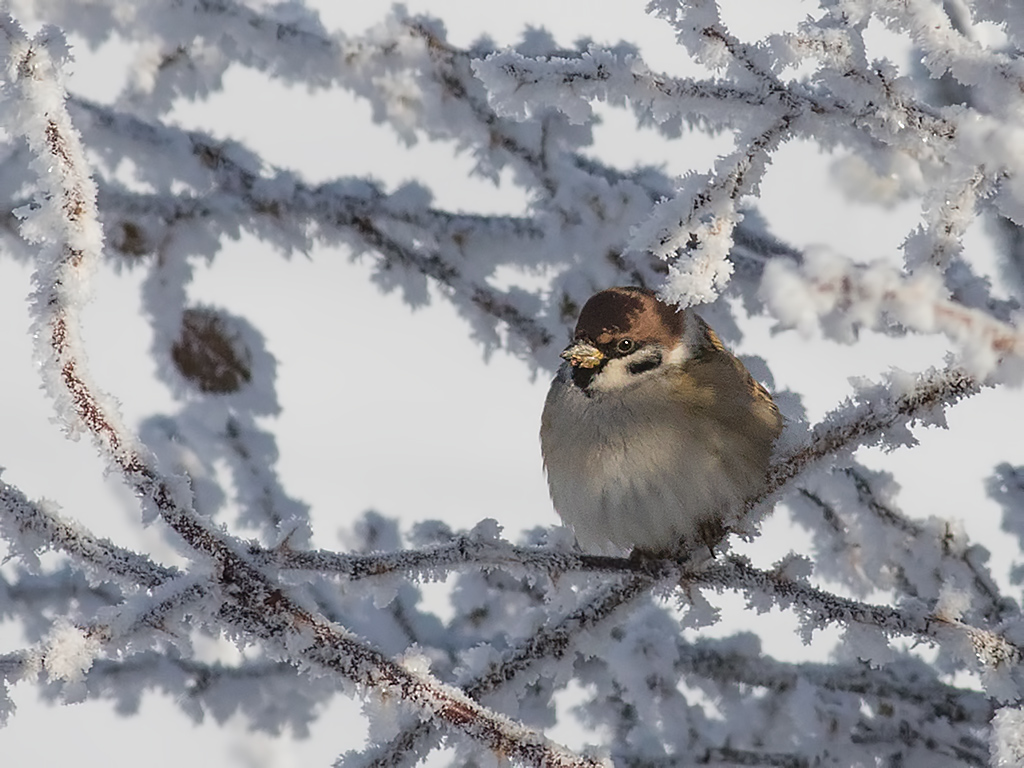 Eurasian Tree Sparrow