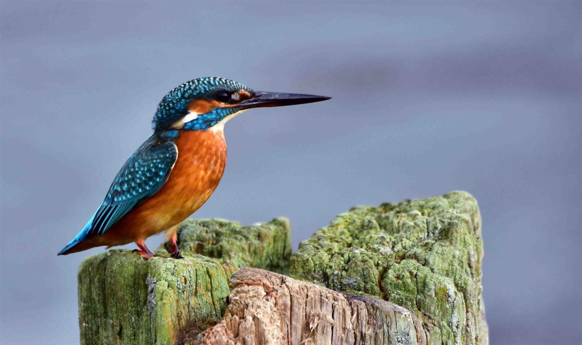 Common Kingfisher