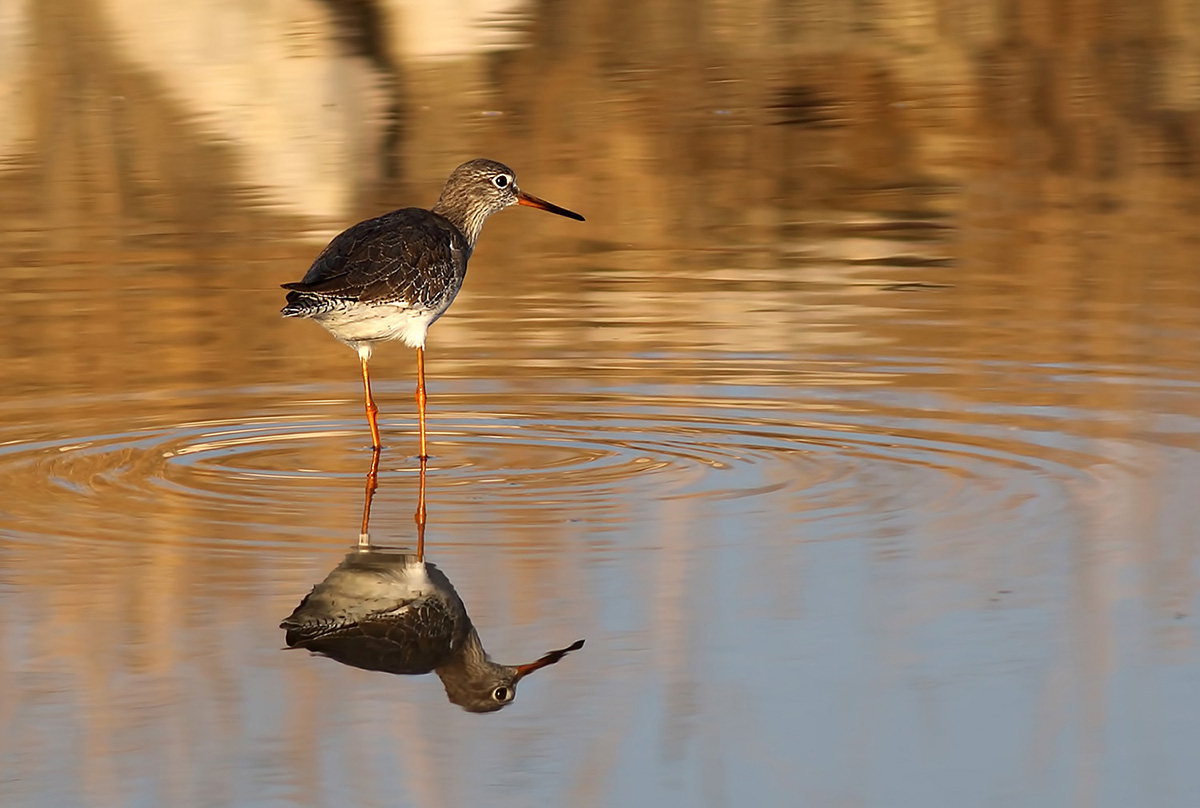 Common Redshank