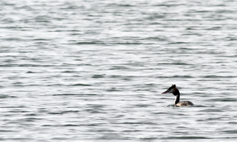Great Crested Grebe