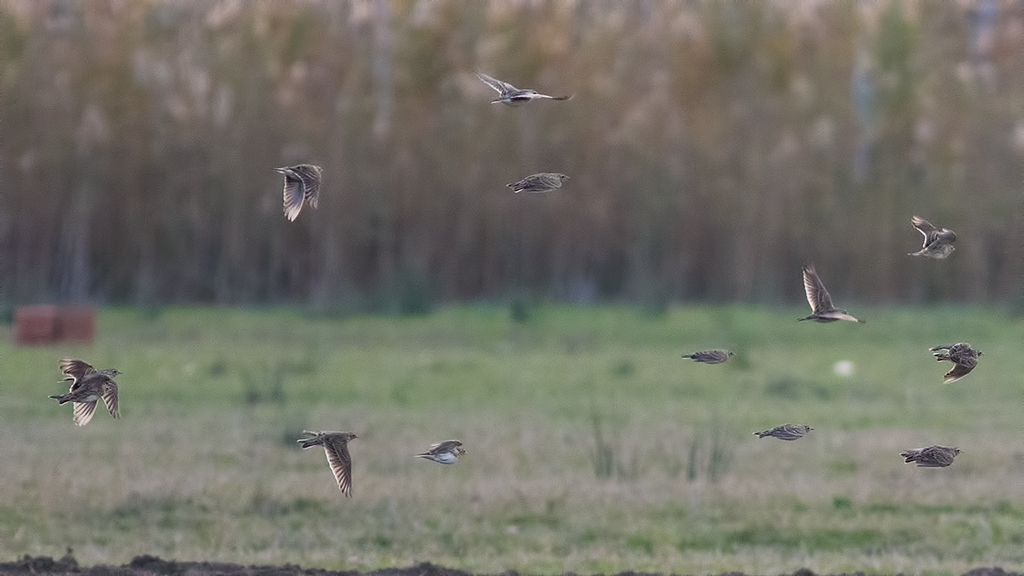 Eurasian Skylark