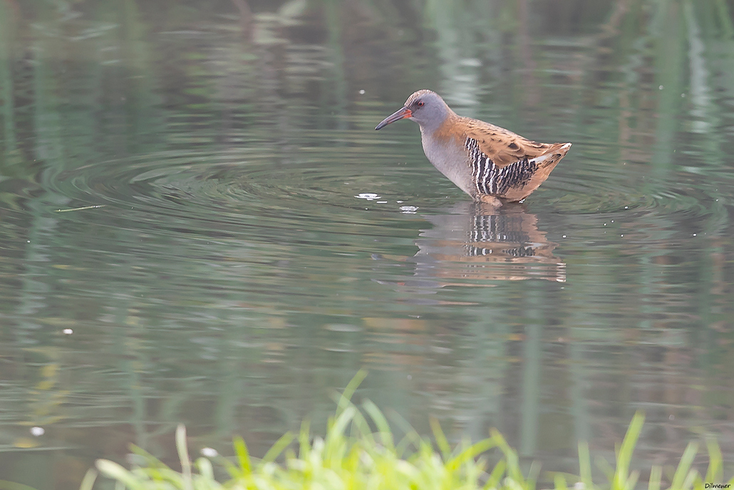 Water Rail