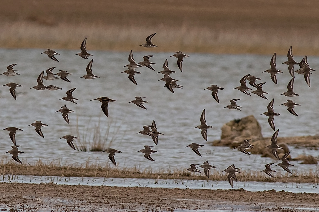 Dunlin