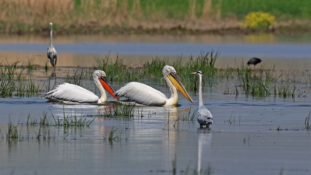 Dalmatian Pelican