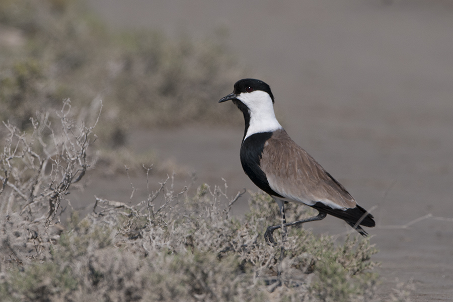Spur-winged Lapwing