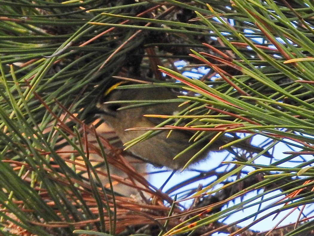 Goldcrest