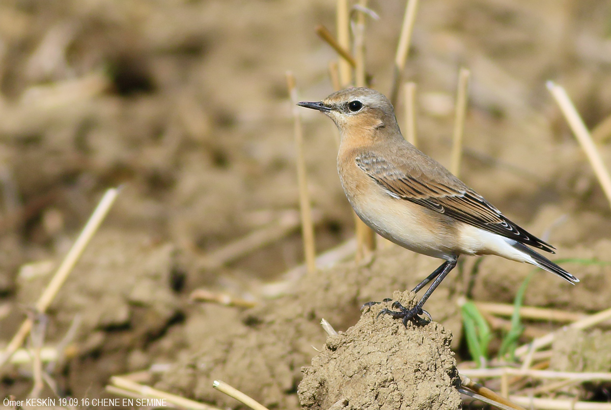 Northern Wheatear