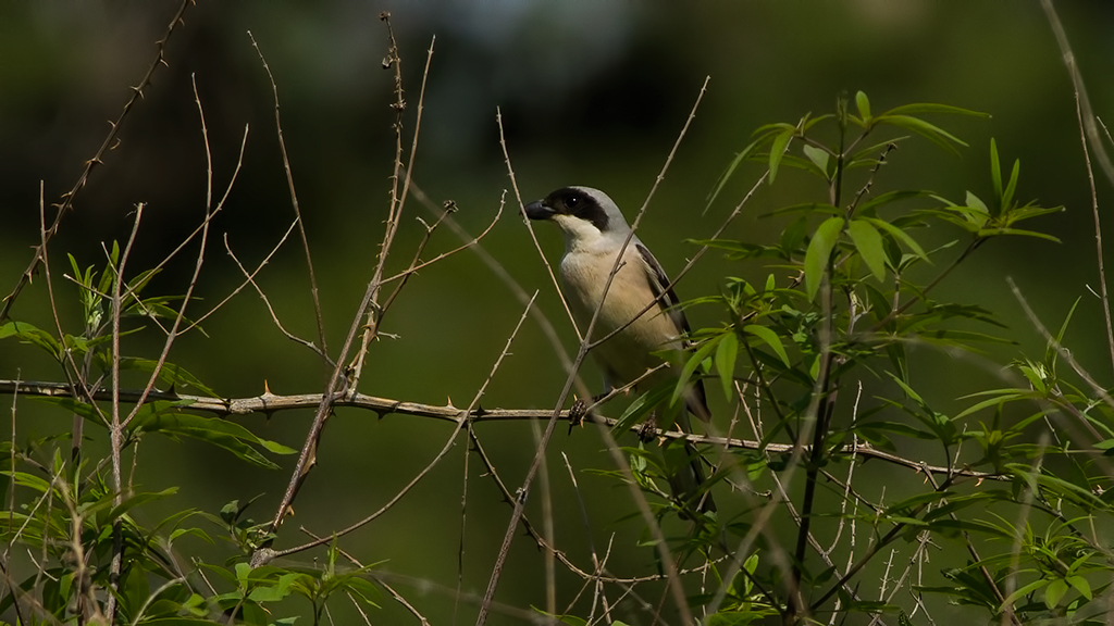 Lesser Grey Shrike