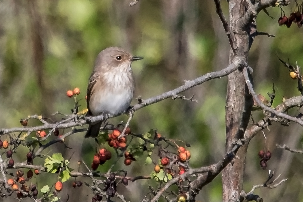 Spotted Flycatcher