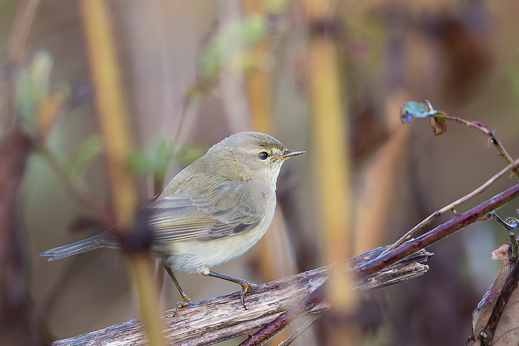 Common Chiffchaff