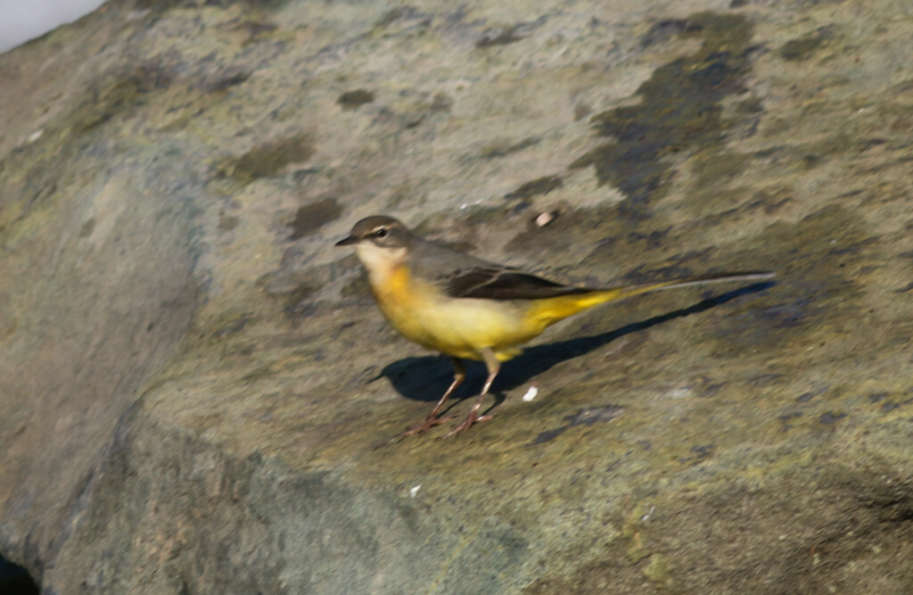 Grey Wagtail