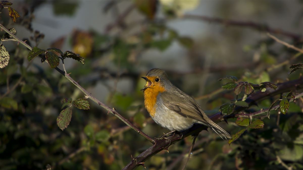 European Robin
