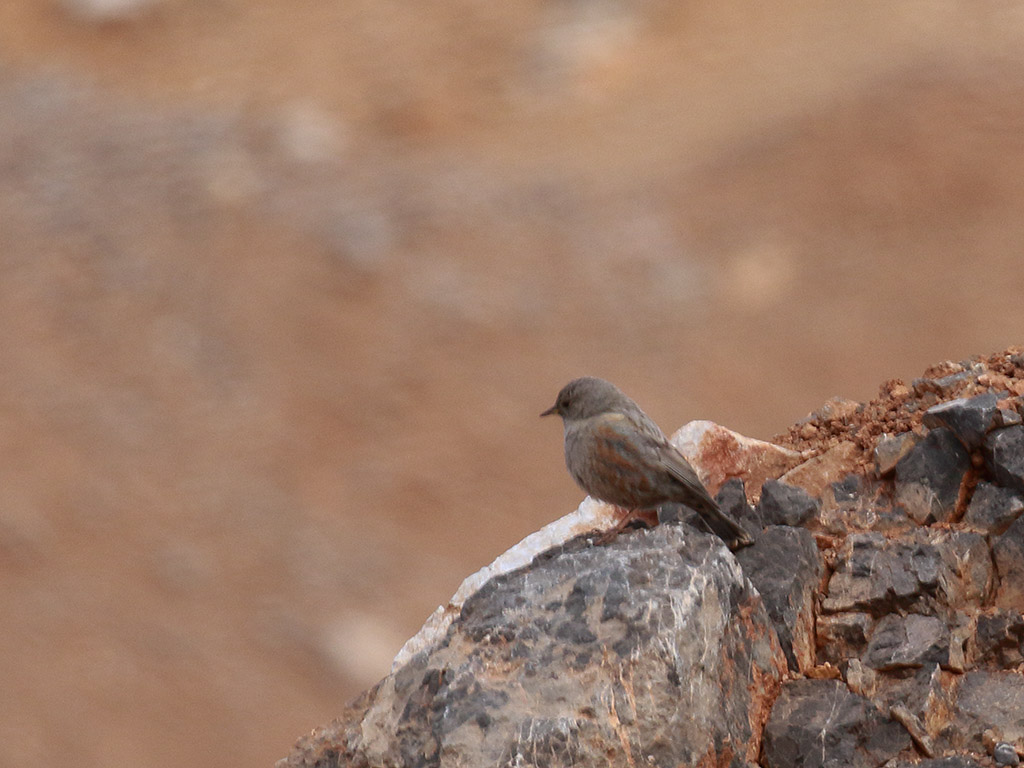 Alpine Accentor