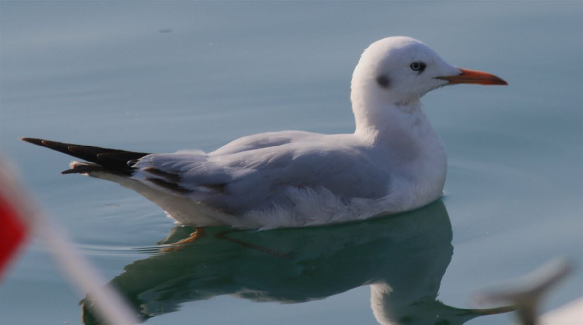 Slender-billed Gull