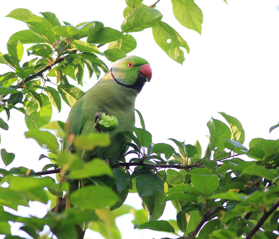 Rose-ringed Parakeet