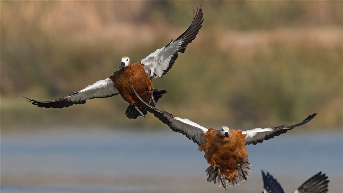 Ruddy Shelduck