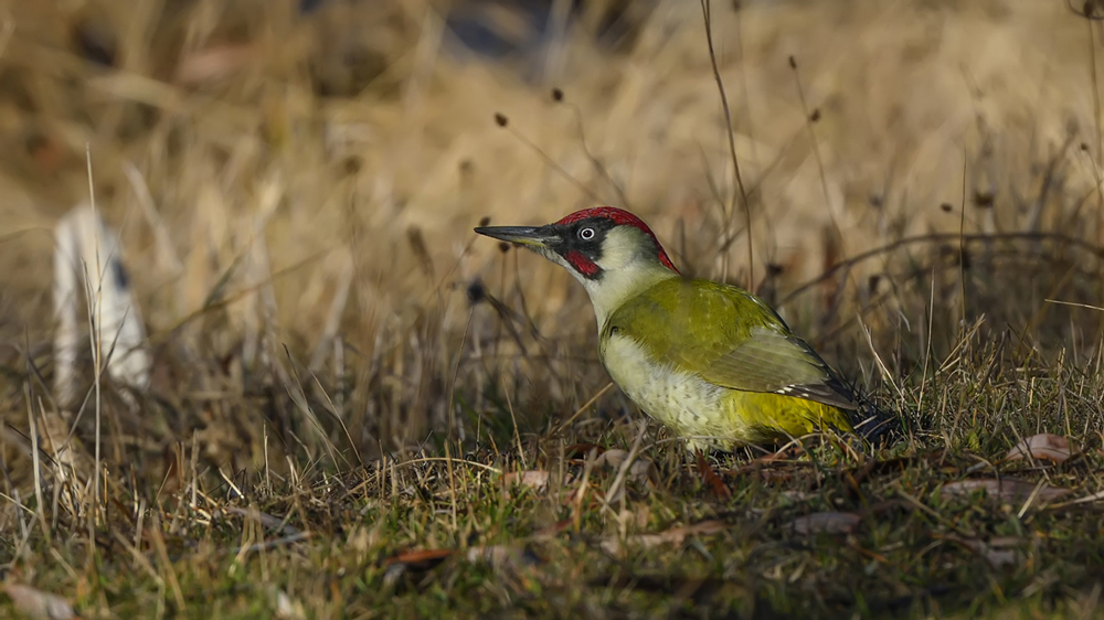 European Green Woodpecker