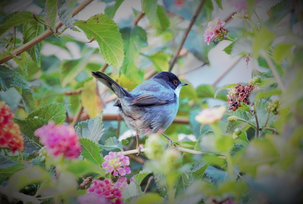 Sardinian Warbler