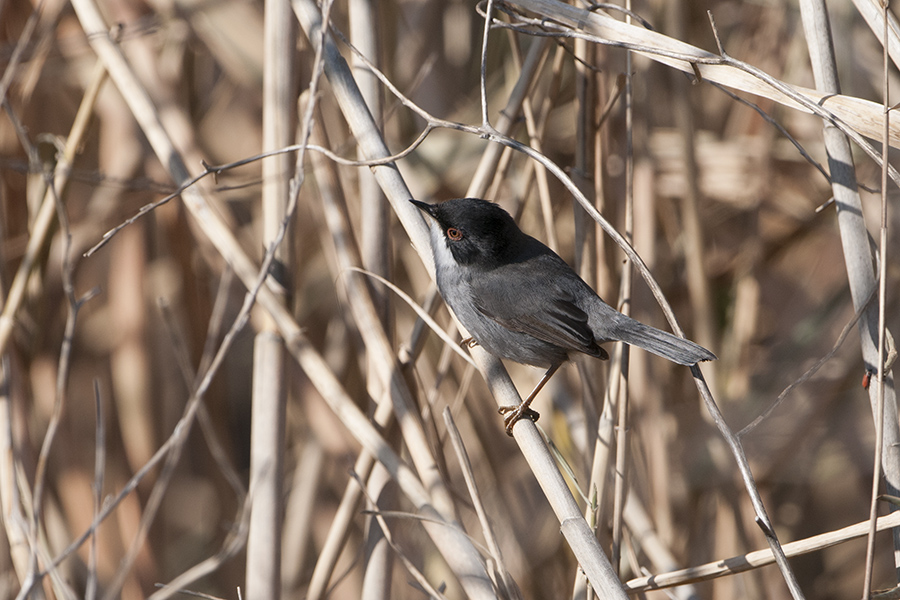 Sardinian Warbler