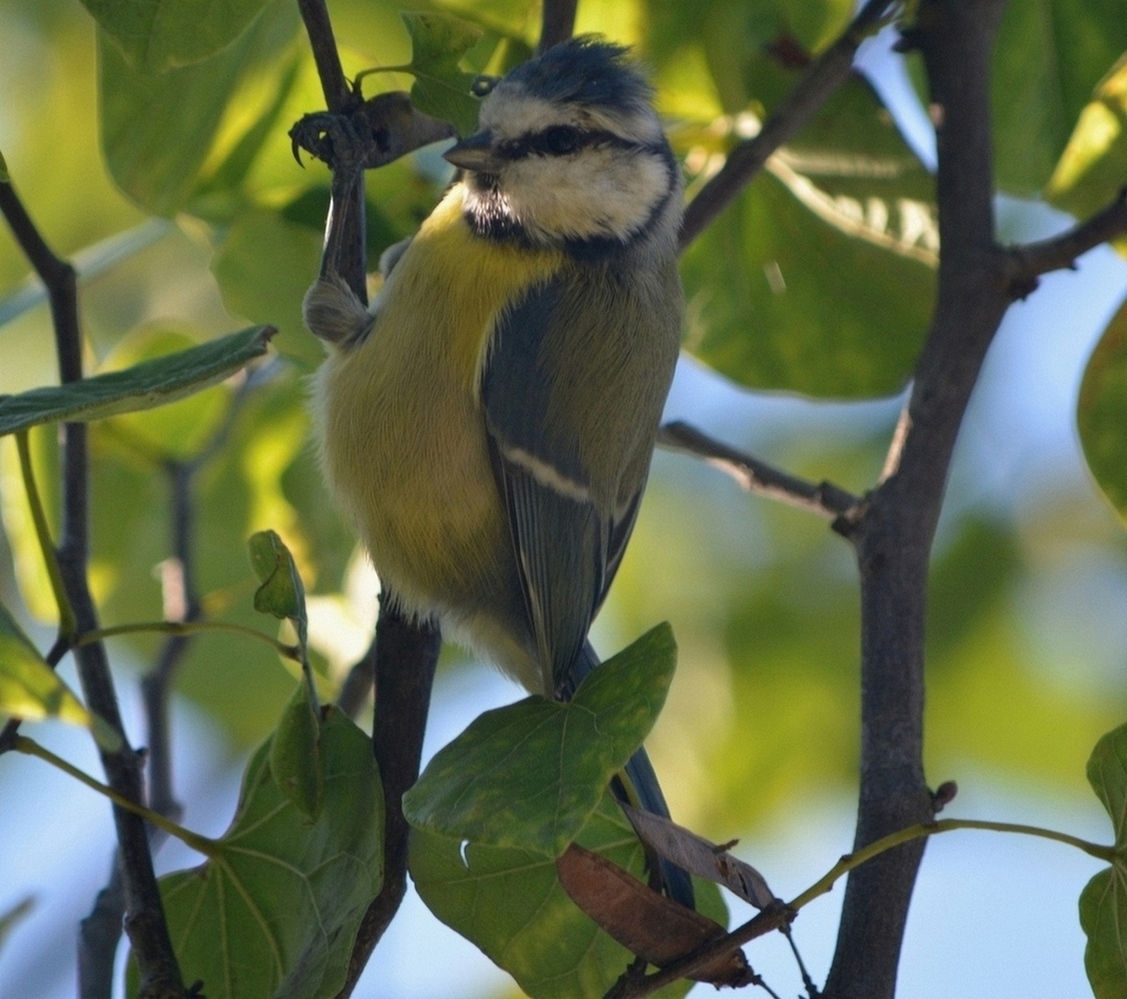 Eurasian Blue Tit