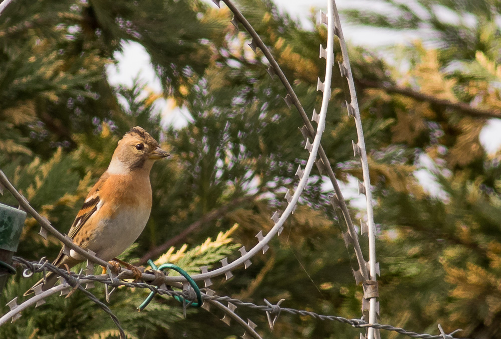 Brambling
