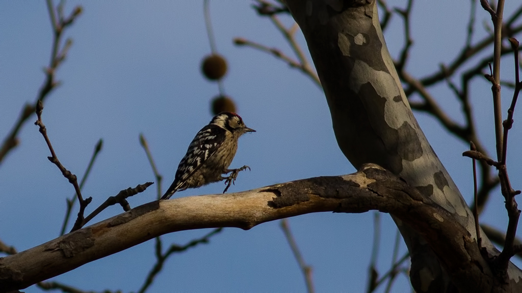 Lesser Spotted Woodpecker
