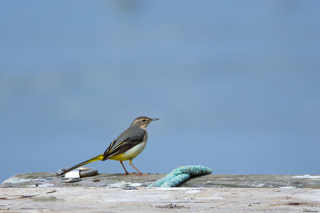 Grey Wagtail