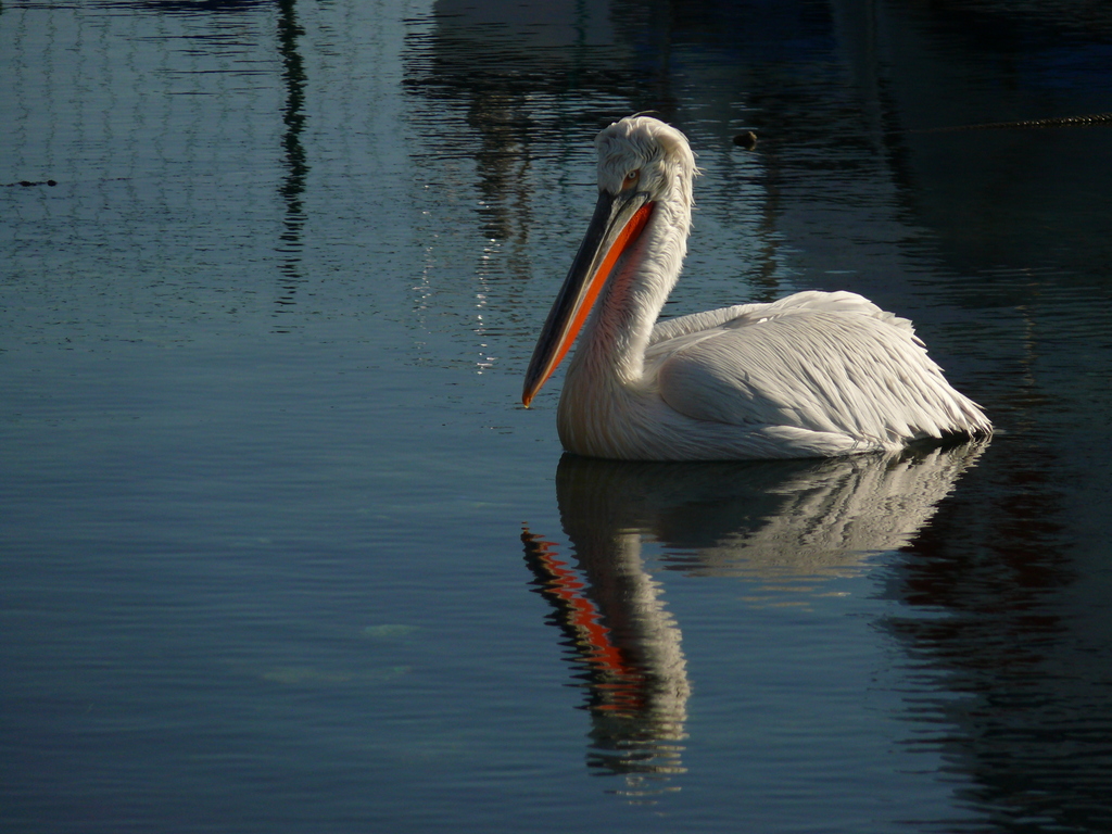 Dalmatian Pelican