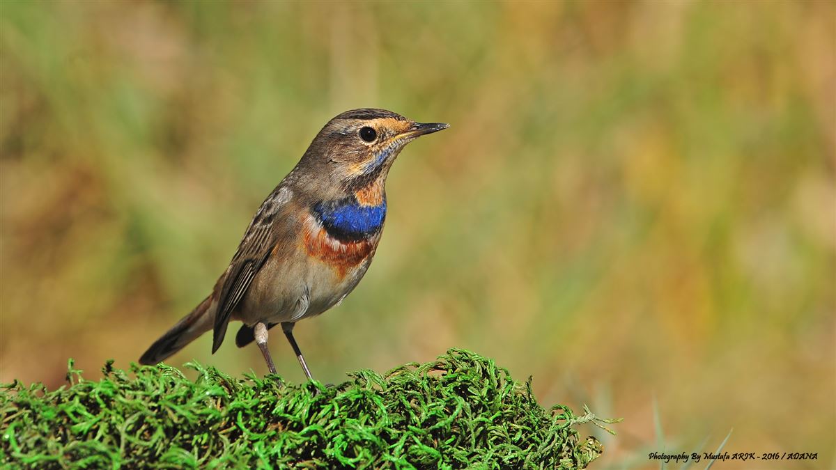 Bluethroat
