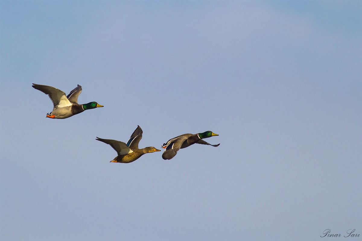 Mallard