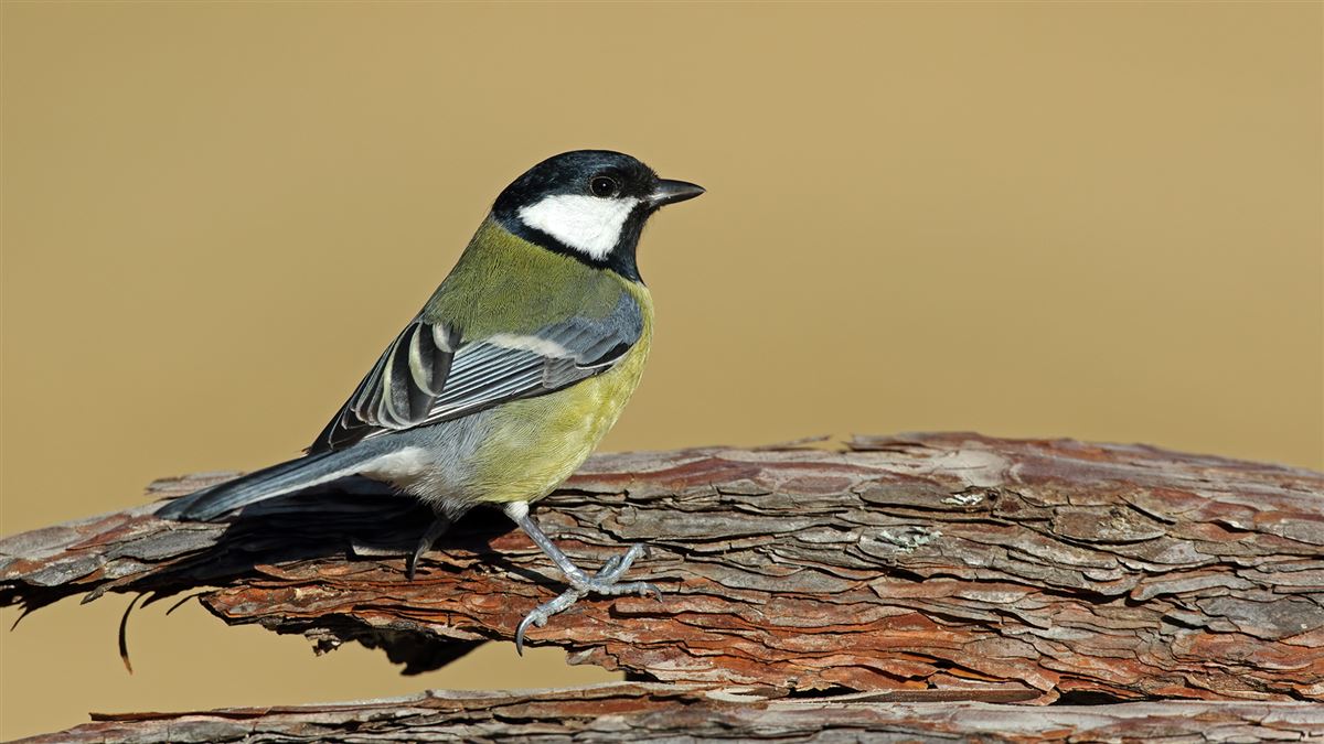 Great Tit