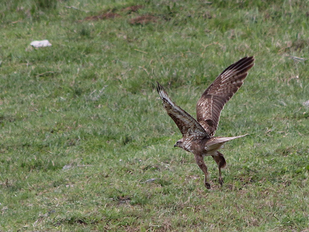 Common Buzzard
