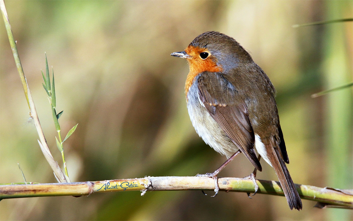 European Robin