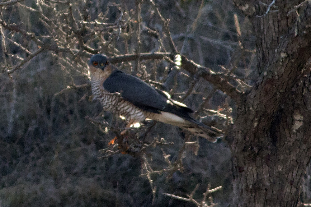 Eurasian Sparrowhawk