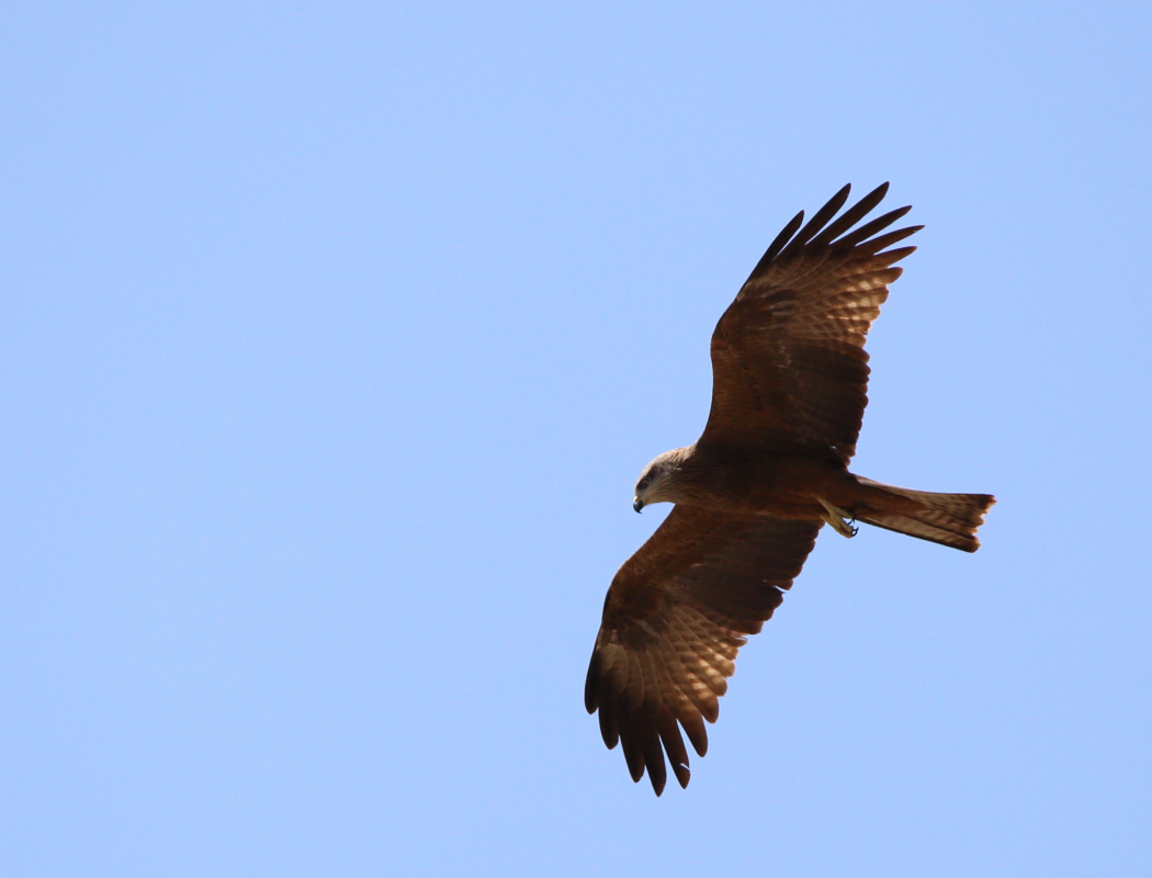Black Kite