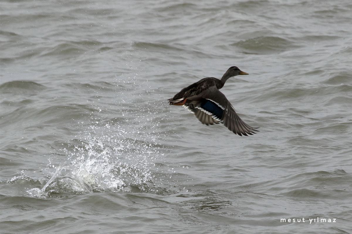Mallard