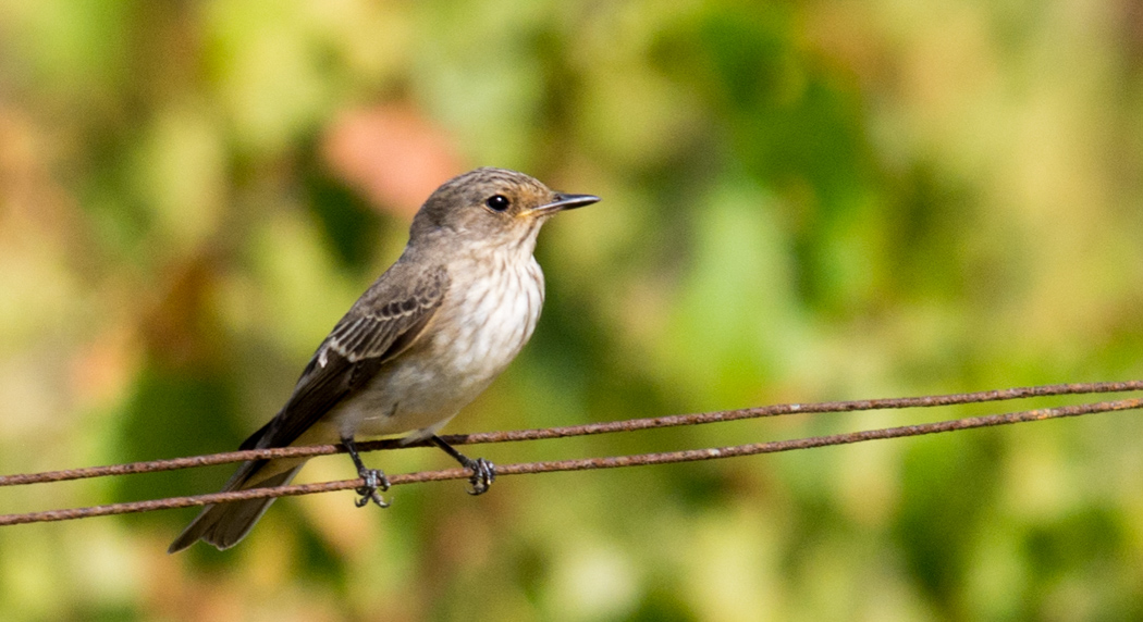 Spotted Flycatcher