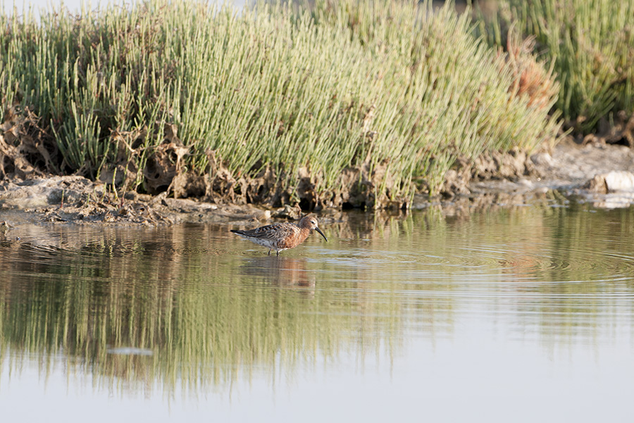 Curlew Sandpiper